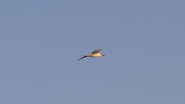 Gull-billed tern